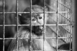 Greyscale shot of a sad monkey in a small old cage - conception : captivity, ThePoemStory - Poems and Stories, Poems and Stories