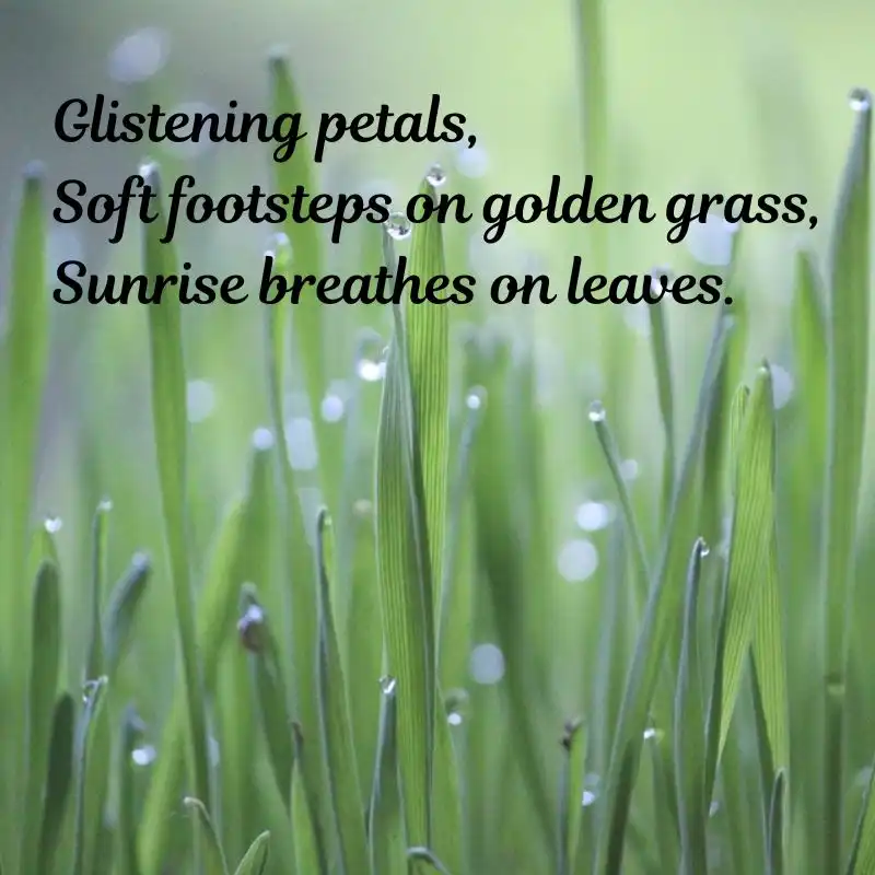 15 Haikus on Nature Beauty - Whispers of Nature 1 15 Haikus on Nature Beauty - Morning Dew