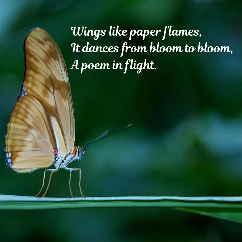 15 Haikus on Nature Beauty - Whispers of Nature 10 15 Haikus on Nature Beauty - Butterfly