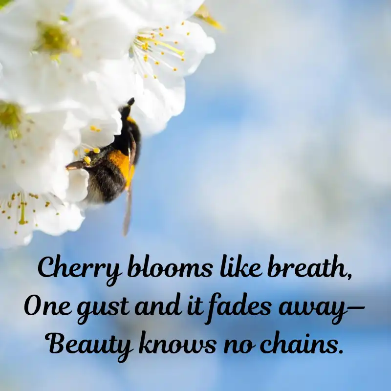 15 Haikus on Nature Beauty - Whispers of Nature 12 15 Haikus on Nature Beauty - Blosom
