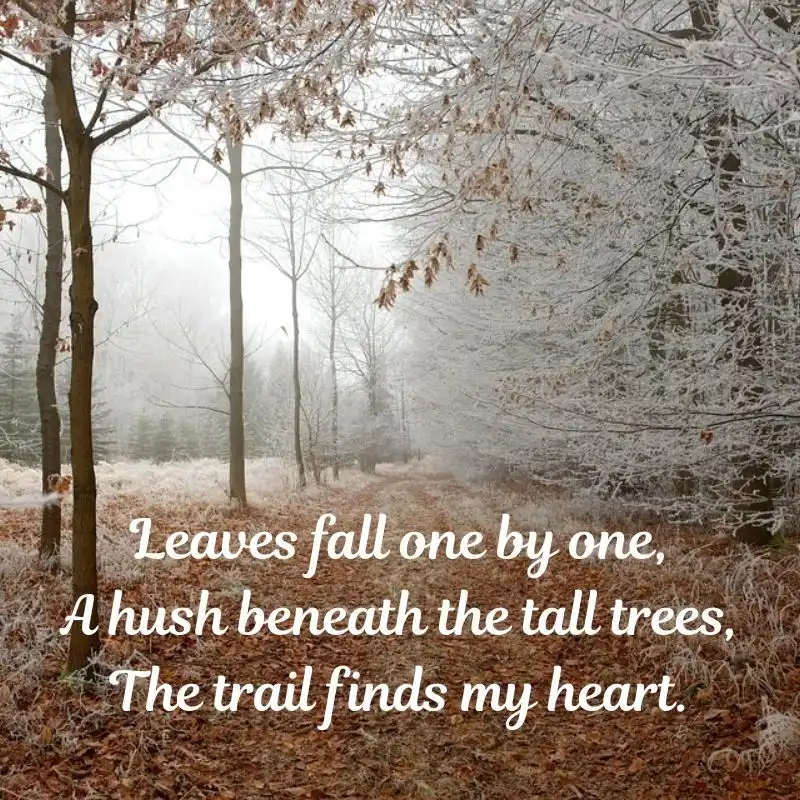 15 Haikus on Nature Beauty - Whispers of Nature 3 15 Haikus on Nature Beauty - Forest Path
