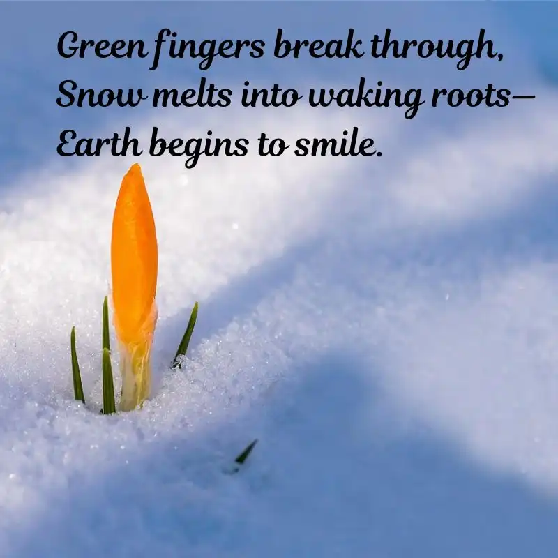 15 Haikus on Nature Beauty - Whispers of Nature 9 15 Haikus on Nature Beauty - Spring's First Breath